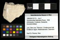 Foto (Objekt + Etiketten) von Goniodromites bidentatus (Reuss, 1858) 